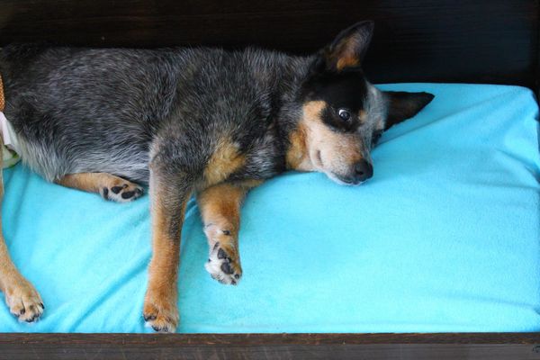 Image result for heeler 犬 私のベッドで私と一緒に寝る