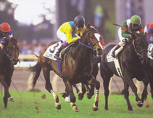 タニノギムレット | うみねこ博物館