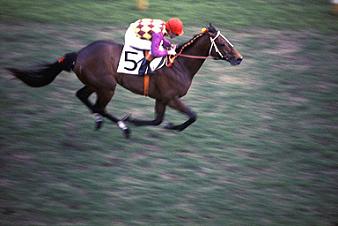 トウショウボーイ | うみねこ博物館