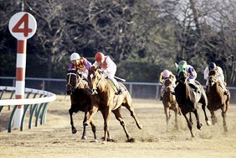 トウショウボーイ | うみねこ博物館