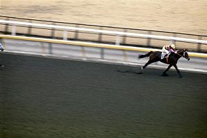 トウショウボーイ | うみねこ博物館