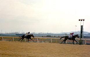 トウショウボーイ | うみねこ博物館