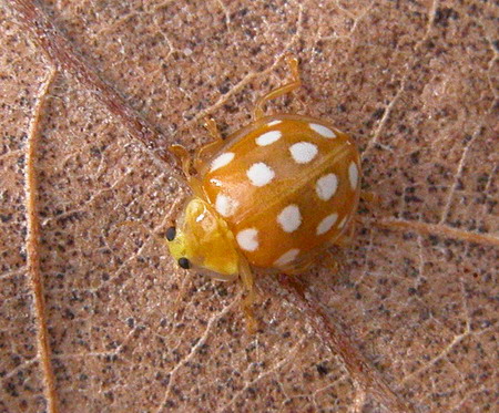 てんとうむし | 八ヶ岳美術館だより