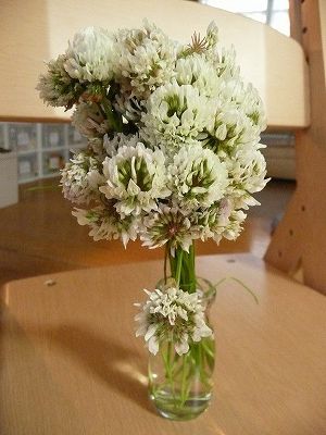 花「忘れないで・・・約束」シロツメクサ 花「忘れないで・・・約束」シロツメクサ