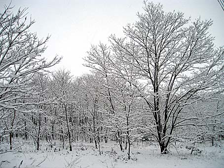 雪の木 雪景色＿枯れ木に積もる雪 - 20071204_190985.jpg