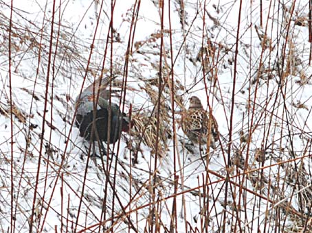 キジは臆病？ | 何の写真～田舎が見える～