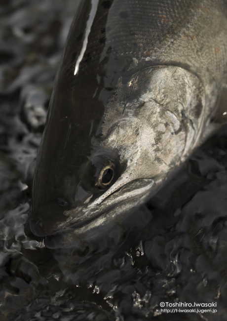 山女（天魚・アマゴ）の剥製380~90mm 尺オーバーsize…No1 魚剥製 一心房