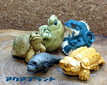 アクアプラント ゾウガメ