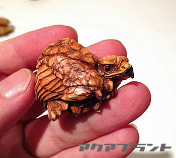 アクアプラント 根付 亀玉 隔て