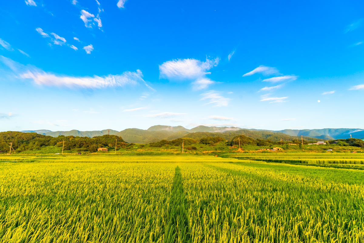 北狄ひまわり畑」の夏 | 佐渡の四季+α
