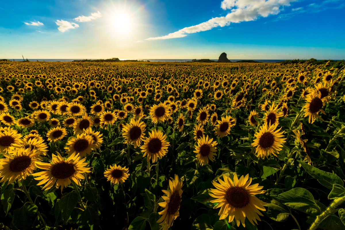過ぎ去りし「石名の向日葵畑」の夏 | 佐渡の四季+α