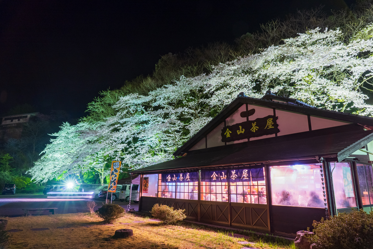 桜の季節2025 「佐渡金山」ライトアップ | 佐渡の四季+α