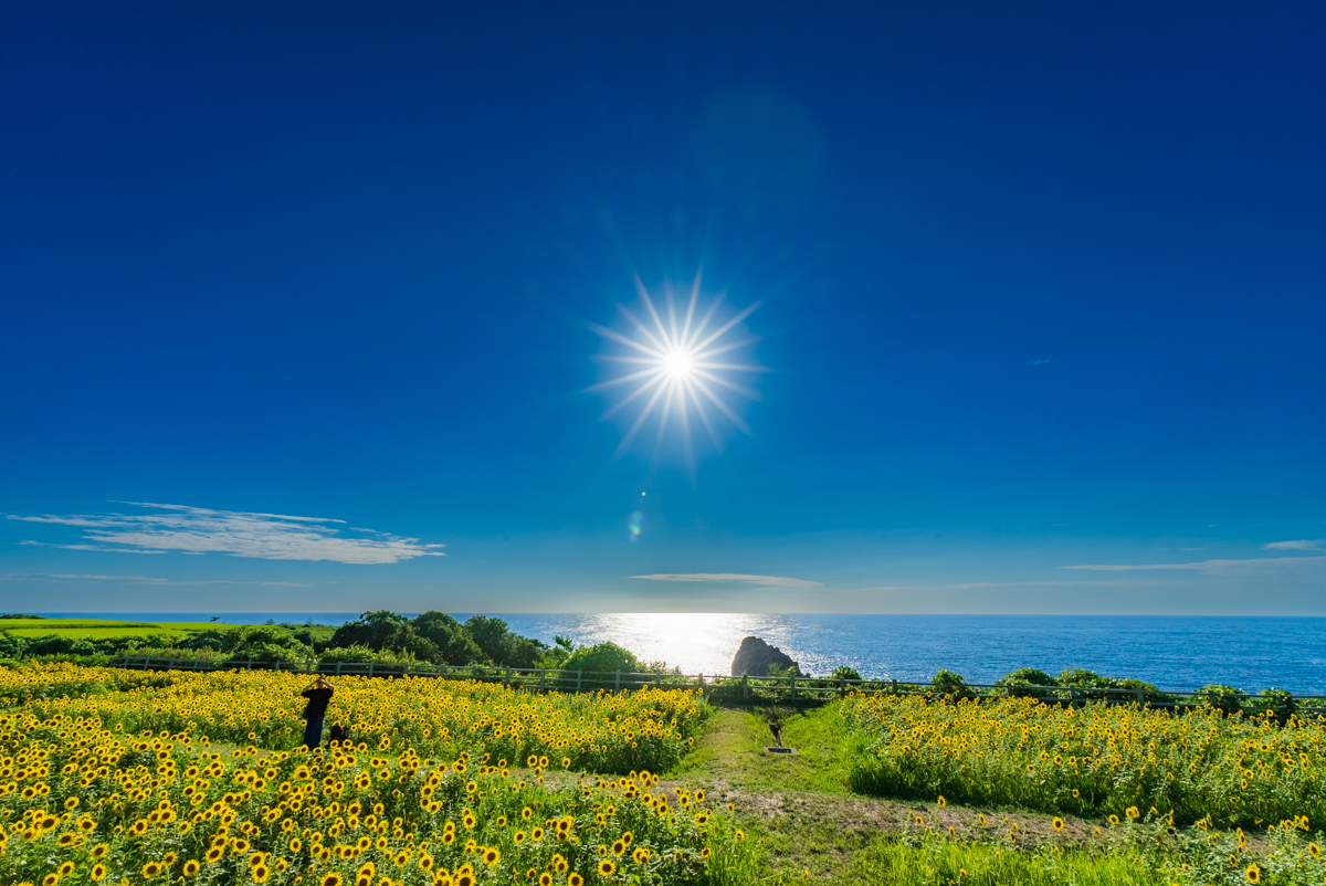 海辺の向日葵畑が見頃です | 佐渡の四季+α