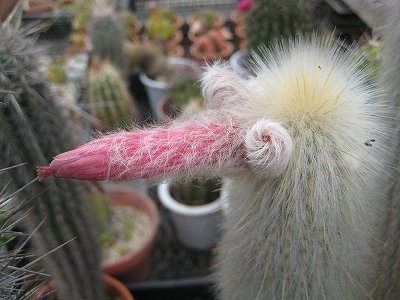 Cleistocactus strausii 