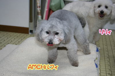 ȥסɥۥ磻ȤθۡAMCHС