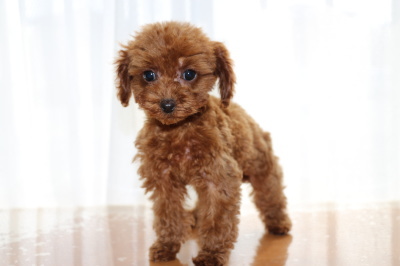 A HAPPY DOG LIFE ブリーダーブログ