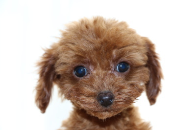 A HAPPY DOG LIFE ブリーダーブログ