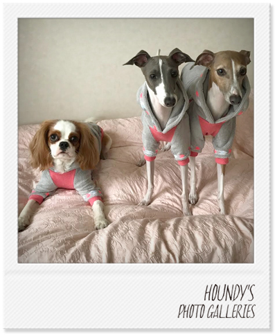 ゆずちゃん：キャバリア モカちゃん・サラちゃん：イタグレ