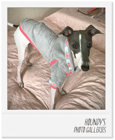 ゆずちゃん：キャバリア モカちゃん・サラちゃん：イタグレ