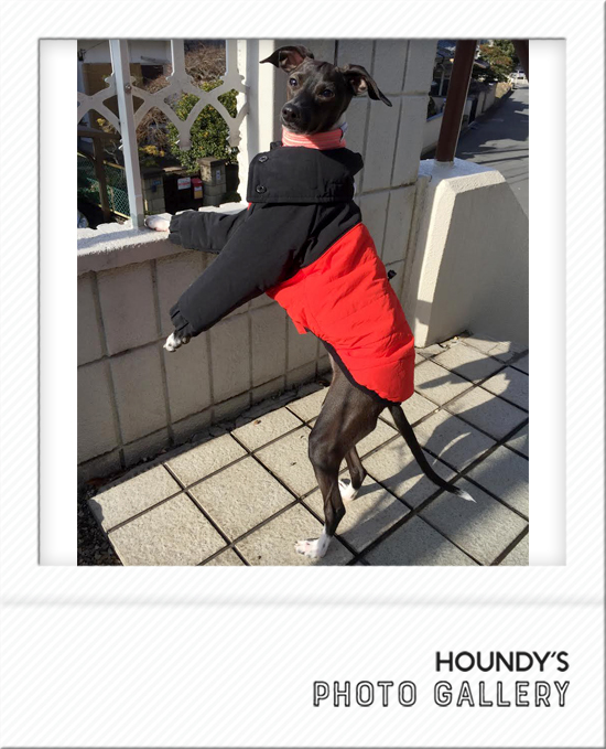 🐕 【LEVE】 Apparel & Accessories for dog 2024.02.17 open! #LEVE