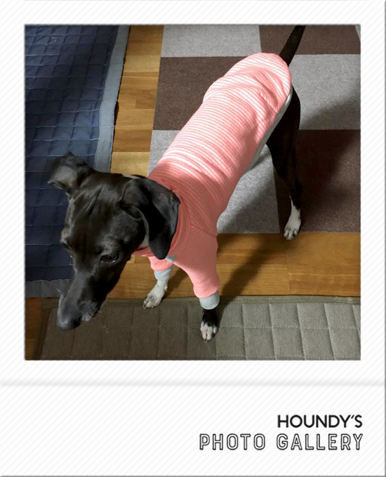 たびちゃん：イタグレ×ミニピン×MダックスのMIX | イタリアングレー