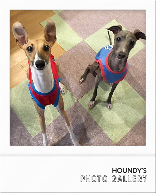 イタグレ ウィペット 浴衣 イタグレ ウィペット 浴衣 ブルー QUILTING