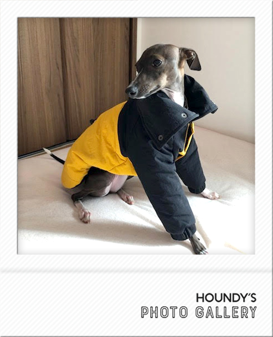 ラフィちゃん：イタリアングレーハウンド | イタリアングレーハウンド