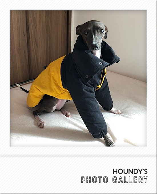 ラフィちゃん：イタリアングレーハウンド | イタリアングレーハウンド