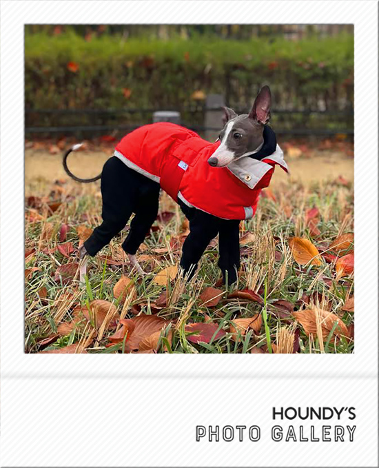 カーラちゃん：イタリアングレーハウンド | イタリアングレーハウンド