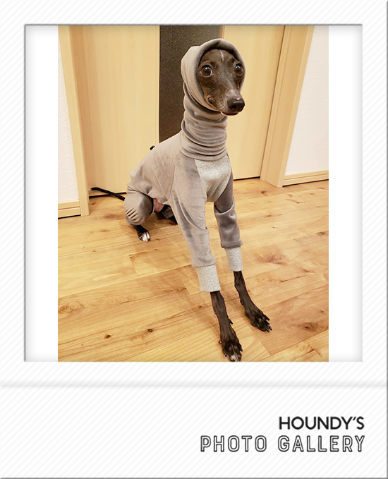 琥珀くん＆蘭ちゃん：イタリアングレーハウンド | イタリアングレー