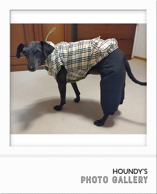 イタリアングレーハウンド服 イタグレ服 Houndy