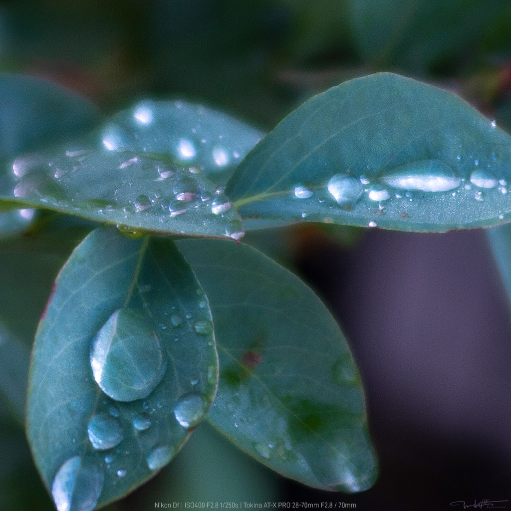 F2.8だと潤むレンズ | Dfでゃなきゃ困る！～Nikon Dfとオールドレンズ～
