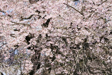 定輪寺の 「しだれ桜」 がきれいです。 質素な写真展示室