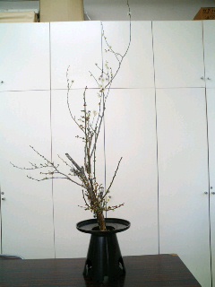 老梅 苔枝 古木 正月飾り 生け花 華道 用 老梅 苔枝 古木 正月飾り 生け花 華道 用