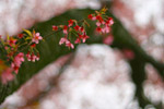 cherry-tree-branch-tn.jpg