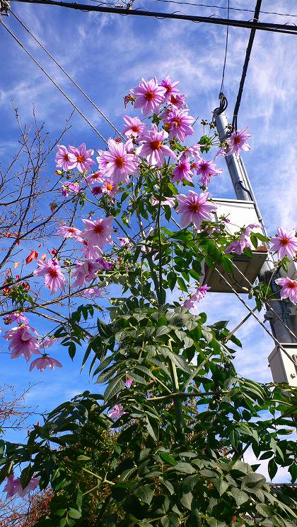 背が高～い皇帝ダリア開花＊ ｜ 川崎市緑化センター