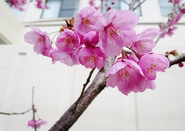 陽光桜 ・ようこうざくら | pave-page garden design blog