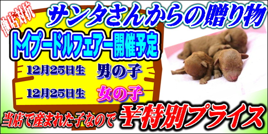 超・超・・お鼻短い姉妹プードルさんのご紹介です | トイプードル専門