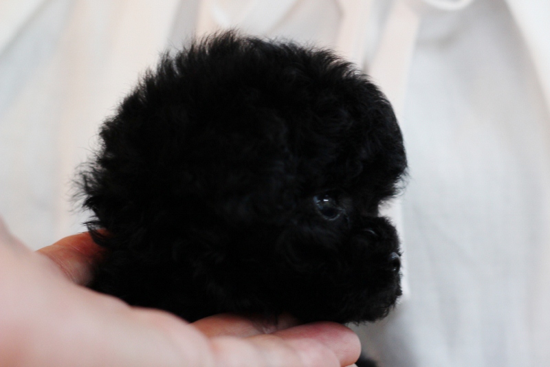 ブラック（シルバー）のプードルさん特集！！！ | トイプードル専門