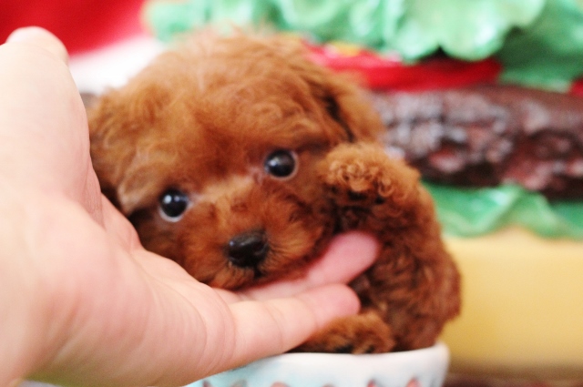 送料込み。トイプードルレッドちゃん。ニコニコ伏せポーズ♡ 送料込み。トイプードルレッドちゃん。ニコニコ伏せポーズ
