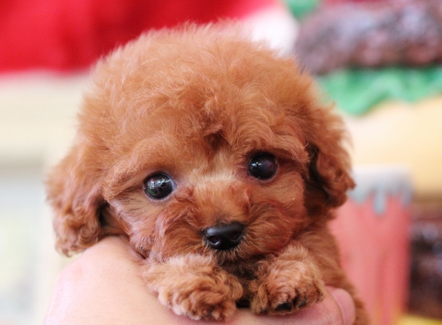 トイプードル(トイ)のレッド系の子犬を探す｜ブリーダー直販の