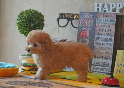 ayhyimam　プードル dog_img_1_e44cc4787e86.jpg