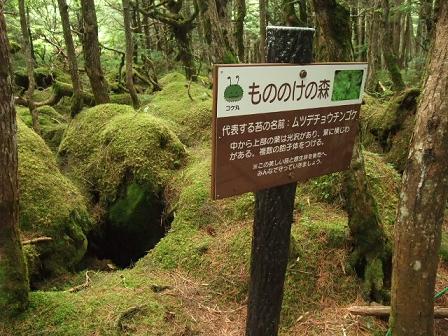 天然苔八ヶ岳産~ヒカリゴケ~⑤ ぎこちない 天然苔八ヶ岳産~ヒカリゴケ~⑤ ぎこちない