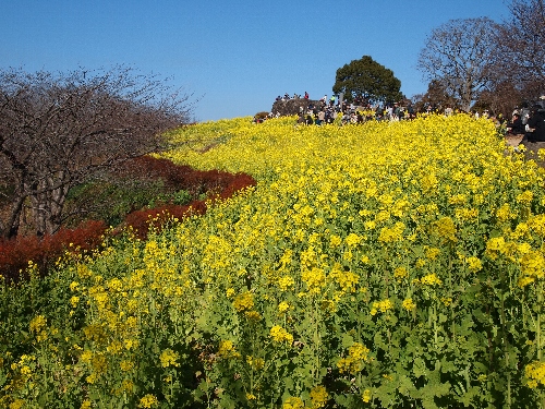 ʻκڤβ