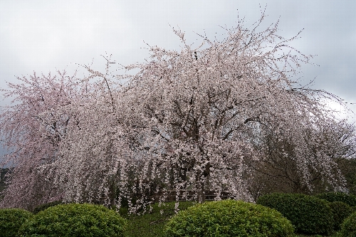 波浪Hiyodori .Inca Hiyodori.容跡Hiyodori 4号 波浪Hiyodori .Inca Hiyodori.容跡Hiyodori 4号 4907f117.jpg