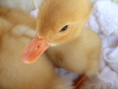 ♔︎ あひる ♔︎ 山本あひる (@AHIRU_7) / Posts / X