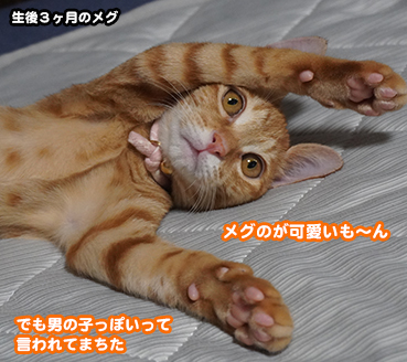 5765.茶虎クイズ | お散歩大好き猫ブログ