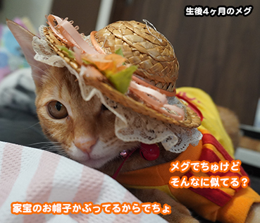 5765.茶虎クイズ | お散歩大好き猫ブログ