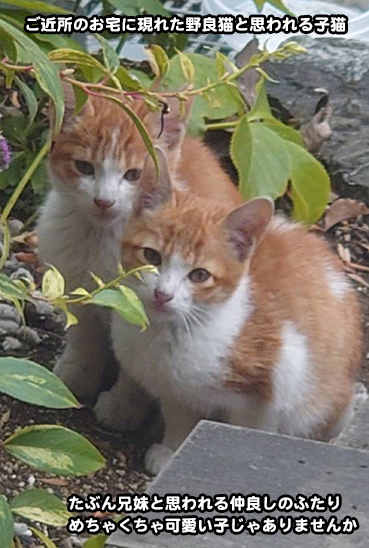 5878.野良の子猫 | お散歩大好き猫ブログ