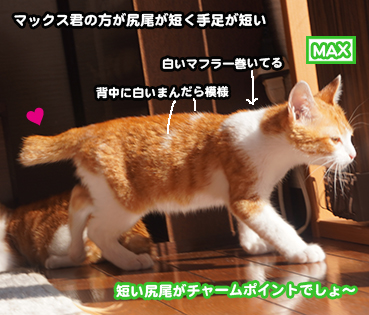 5894.茶白兄弟 | お散歩大好き猫ブログ